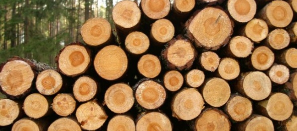 Štátne lesy TANAP-u bojujú so zlodejmi dreva
