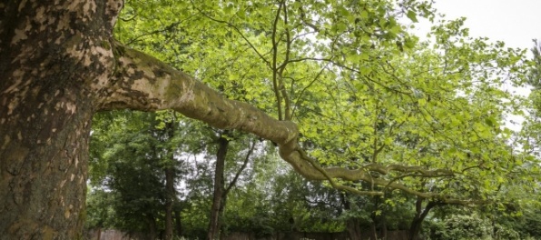 Slováci môžu opäť podporiť svoj strom v európskej súťaži