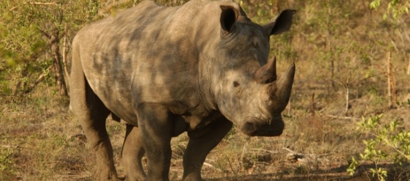 Vzácny nosorožec zabil štvorročné dievčatko