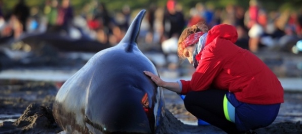 Na pláži Južného ostrova uviazli za pár dní stovky delfínov