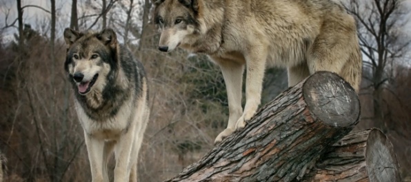 V Malej Fatre počítali zvieratá, potvrdili úbytok vlkov