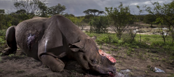Vo Francúzskej zoo zabili nosorožca, pytliakom šlo iba o jeho roh