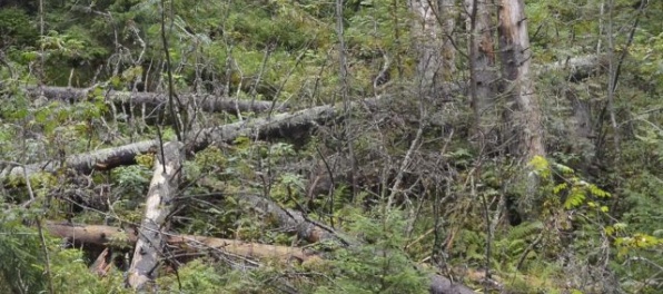 Lesného robotníka na Orave zavalil strom, udalosť skončila tragicky
