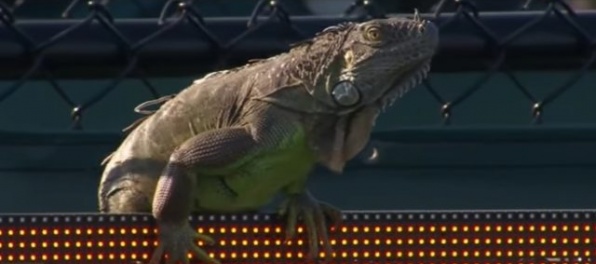 Video: Leguán prerušil zápas v Miami, Haas si so štvornohým divákom stihol urobiť selfie