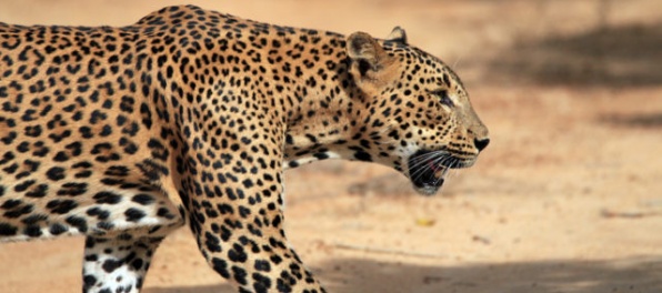 Prevádzku medzinárodného letiska narušil leopard, objavil sa na pristávacej dráhe