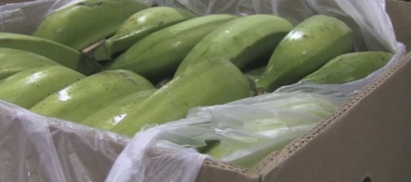 V Nemecku zaistili v zásielke banánov 384 kilogramov kokaínu