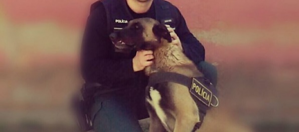 Policajný pes Cirko vystopoval zlodeja, ktorý sa pokúsil vlámať do rodinného domu