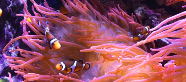 Blednutie koralov pripraví Austráliu o milión návštevníkov ročne