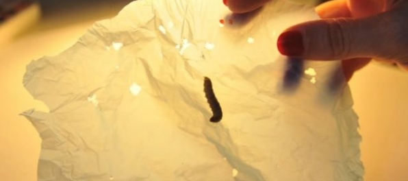 Video: Húsenice jedného druhu nočného motýľa dokážu konzumovať plast