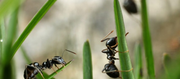 Nový druh mravca pomenovali po skupine Radiohead