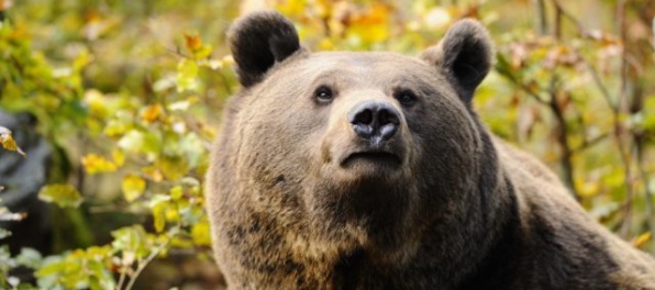 V centre Starého Smokovca sa na strome usadila medvedica s mláďatami, zliezla po dvanástich hodinách
