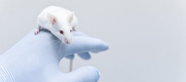 Vedcom sa podarilo odstrániť HIV z DNA živých myší