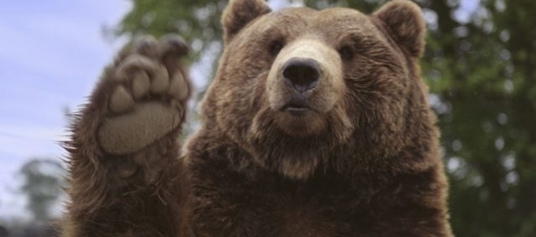 Medvedici, ktorá vyvolala rozruch v Starom Smokovci, nasadili satelitný obojok