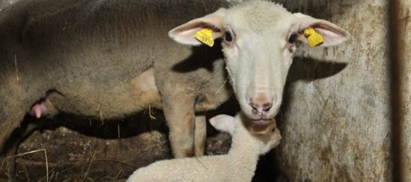 Foto: Z farmy pri Pezinku miznú ovce, polícia prosí o pomoc