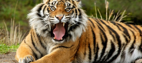 Tiger zabil opatrovateľku v zoologickej záhrade, návštevníkov evakuovali