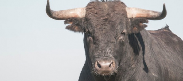 Býk ušiel počas výstavy dobytka, zranil šesť ľudí