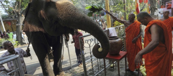 Slon napadol počas budhistickej ceremónie mnícha, ten útok neprežil