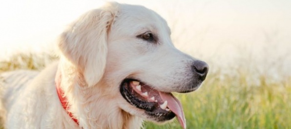 Labrador pohrýzol tínedžerku, majiteľa psa obvinili
