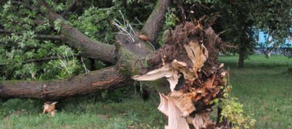Východ Slovenska zasiahla búrková smršť, ktorá vyvracala stromy a strhávala strechy