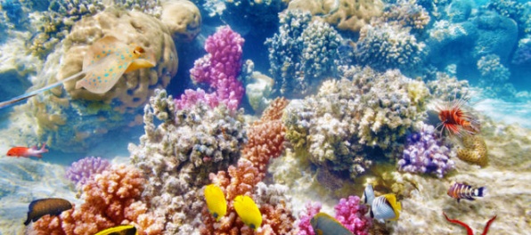 Veľká koralová bariéra má hodnotu 56 miliárd austrálskych dolárov