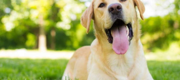 Zviera už nebude vec, čipovanie psov bude povinné