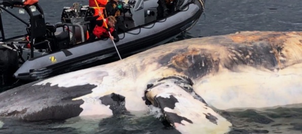 Video: Pri pobreží uhynulo šesť veľrýb čiernych, na svete je ich už len 500