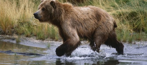 Profesionálny bežec musel počas tréningu utekať pred dvoma medveďmi
