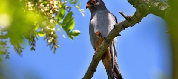 Na Slovensku objavili rekordných 17 hniezd kriticky ohrozeného sokola červenonohého