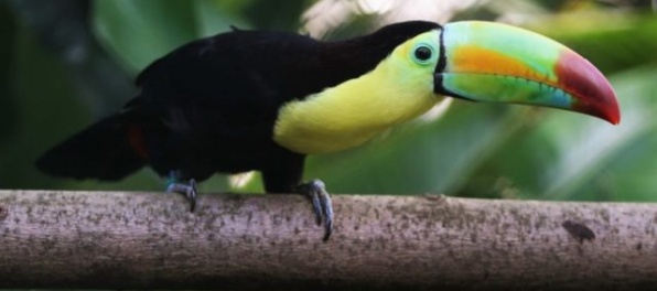 Bojnická zoologická záhrada má vzácny prírastok – tukana žltohrdlého