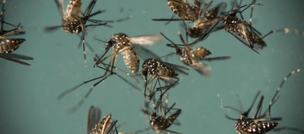 Brazílii opäť hrozí epidémia vírusu zika, dôvodom sú zlé hygienické podmienky