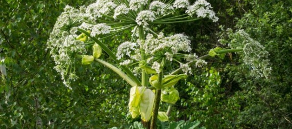 Pozor na boľševník obrovský, varujú návštevníkov Tatier