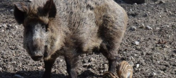 Hasiči sa pokúšajú odchytiť stádo diviakov v Slávičom údolí