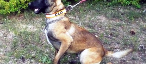 Colníci objavili na hraniciach s Českom drogy, cestujúci prevážali hašiš, LSD a marihuanu