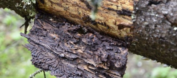 Lykožrútová kalamita v slovenských lesoch sa podľa lesníkov dostala do kritického stavu