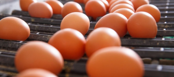 Dávajte si pozor na pôvod vajec, milióny obsahujú nebezpečný pesticíd