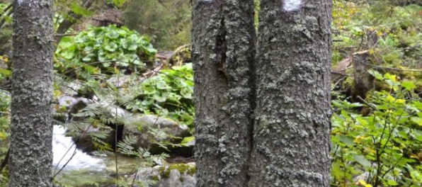 Slovensko bude mať tri nové chránené územia