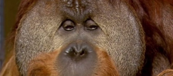 Video: Zomrel orangutan Chantek, ktorý vedel používať znakovú reč