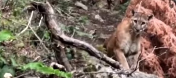 Video: Turisti natočili raritné stretnutie s pumou americkou