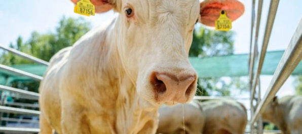 Muža z Gelnice pravdepodobne ušliapali býky, mal poranenia na viacerých častiach tela