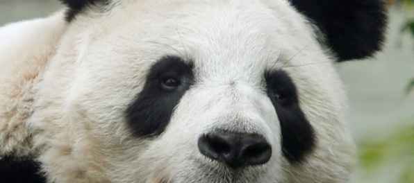 Panda Tchien Tchien je pravdepodobne tehotná, mala by porodiť do 30 dní