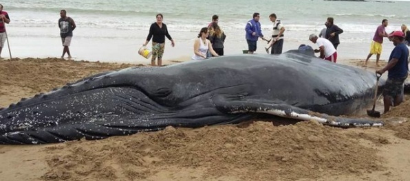 Veľrybu uviaznutú na pobreží sa podarilo vrátiť do oceánu