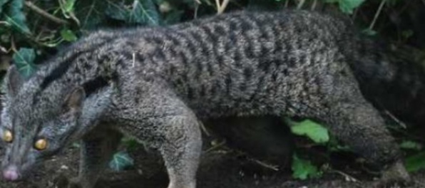 Zoo v Bojniciach získala ďalší vzácny exemplár, je iba v dvoch zoologických záhradách na svete