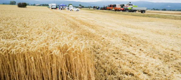 Žatva na juhu Slovenska skončila, na severe finišuje