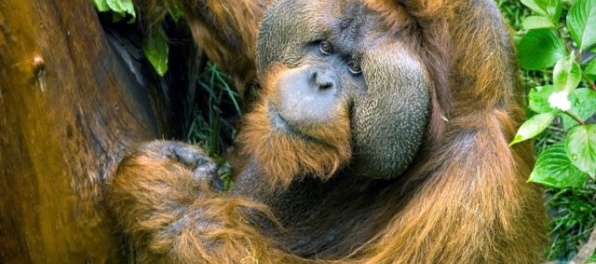 Zomrel najstarší samec orangutana J.J., mal rád futbal či komunikáciu s deťmi