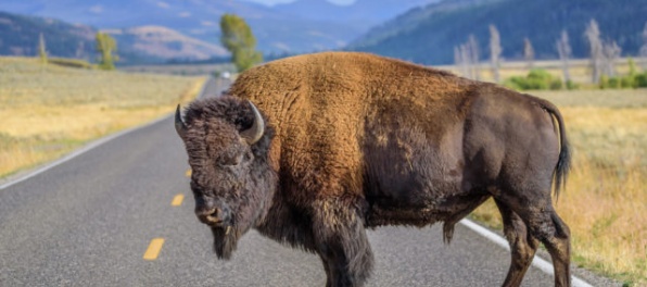 V Grand Canyone sa premnožili bizóny, dobrovoľníci môžu ich odstrel vyhrať v lotérii