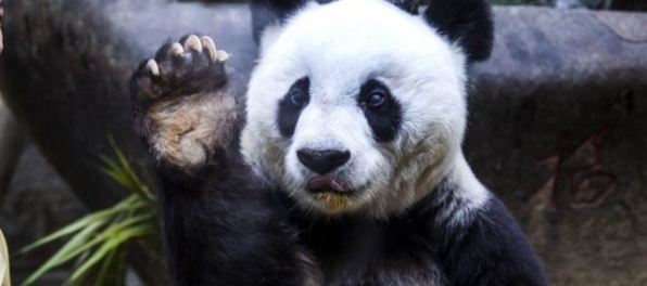 Zomrela najstaršia panda veľká na svete, ošetrovatelia jej vystroja verejnú rozlúčku