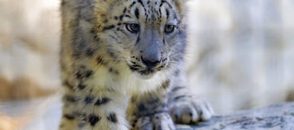 Leopard snežný už nie je na zozname ohrozených druhov zvierat