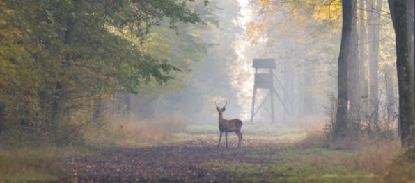 Ochranári varujú vodičov, začala sa jelenia ruja