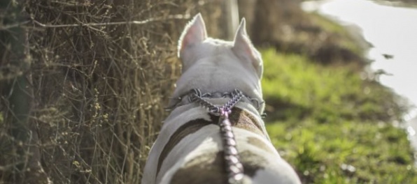 Slovensko je o krok bližšie k zákonu, ktorý zadefinuje zviera ako živú bytosť, a nie len ako vec
