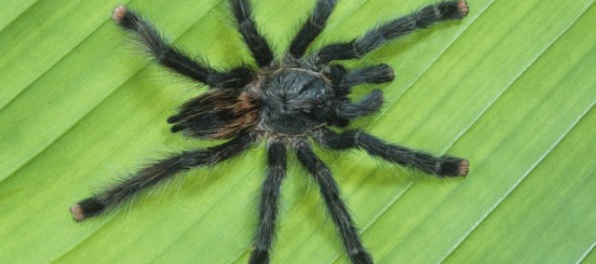 Chov nebezpečených pavúkov či plazov má po novom posudzovať obec, navrhuje OĽaNO